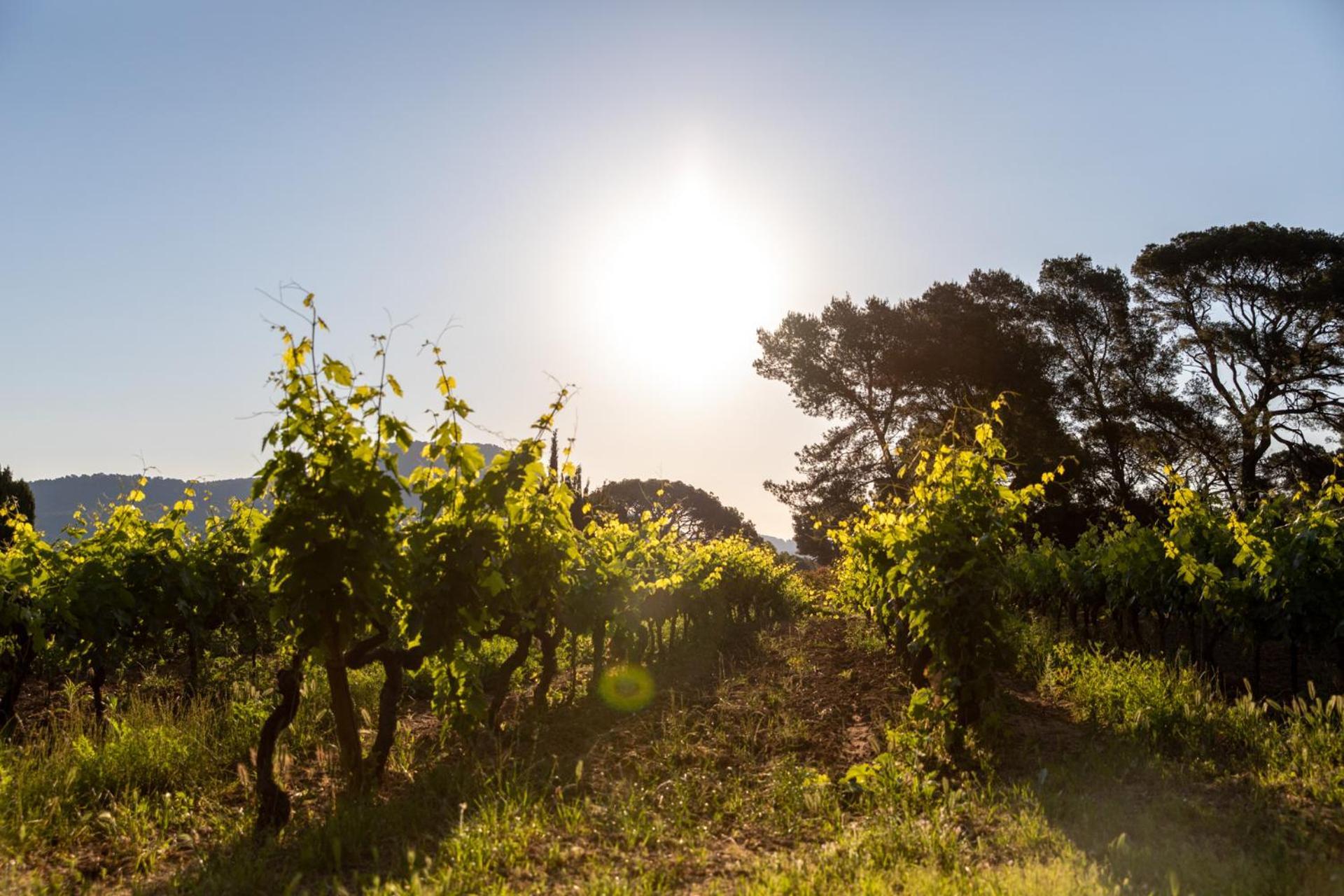 Domaine De La Navicelle - Syrah Ferienhaus Le Pradet